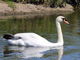 Mute Swan (WWT Slimbridge May 2014) - pic by Nigel Key