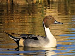 Northern Pintail (WWT Slimbridge March 2014) ©Nigel Key