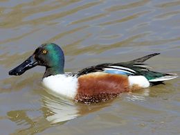 Northern Shoveler (WWT Slimbridge April 2013) - pic by Nigel Key