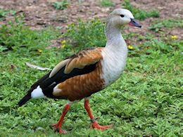 Orinoco Goose (WWT Slimbridge July 2013) - pic by Nigel Key