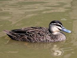 Pacific Black Duck (WWT Slimbridge July 2013) - pic by Nigel Key