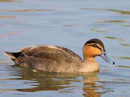 Philippine Duck (WWT Slimbridge April 2015) - pic by Nigel Key