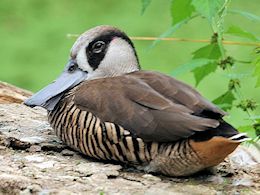 Pink-Eared Duck (WWT Slimbridge September 2012) - pic by Nigel Key