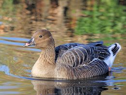 Pink-Footed Goose (WWT Slimbridge November 2017) - pic by Nigel Key