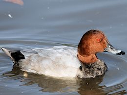 Pochard (WWT Slimbridge October 2008) - pic by Nigel Key