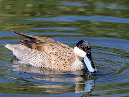 Puna Teal (WWT Slimbridge June 2015) ©Nigel Key