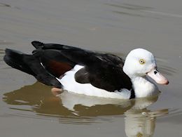 Radjah Shelduck (WWT Slimbridge September 2013) - pic by Nigel Key