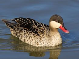 Red-Billed Teal (WWT Slimbridge March 2014) ©Nigel Key