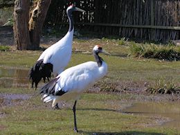 Red-Crowned Crane (WWT Slimbridge April 2013) - pic by Nigel Key