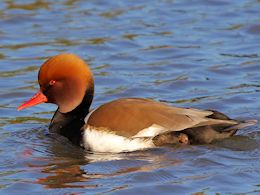 Red-Crested Pochard (WWT Slimbridge March 2014) ©Nigel Key