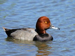 Redhead (WWT Slimbridge May 2012) - pic by Nigel Key