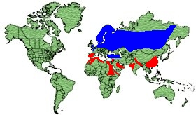 Eurasian Crane