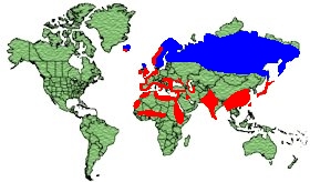 Eurasian Wigeon