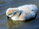 Black Swan (WWT Slimbridge 12/10/08) ©Nigel Key