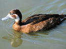 Southern Pochard (WWT Slimbridge 12/10/08) ©Nigel Key