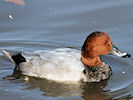 Pochard (WWT Slimbridge 12/10/08) ©Nigel Key