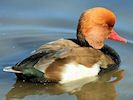 Red-Crested Pochard (WWT Slimbridge 12/10/08) ©Nigel Key