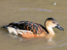 Wandering Whistling Duck (WWT Slimbridge 12/10/08) ©Nigel Key