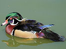 American Wood Duck (WWT Slimbridge 03/06/09) ©Nigel Key