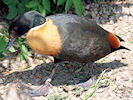 Australian Shelduck (WWT Slimbridge 03/06/09) ©Nigel Key