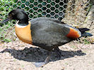 Australian Shelduck (WWT Slimbridge 03/06/09) ©Nigel Key