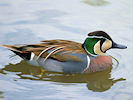 Baikal Teal (WWT Slimbridge 03/06/09) ©Nigel Key