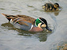 Baikal Teal (WWT Slimbridge 03/06/09) ©Nigel Key