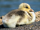 Bar-Headed Goose (WWT Slimbridge 03/06/09) ©Nigel Key