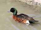 Chestnut Teal (WWT Slimbridge 03/06/09) ©Nigel Key