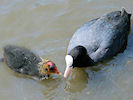 Coot (WWT Slimbridge 03/06/09) ©Nigel Key