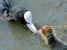 Coot (WWT Slimbridge 03/06/09) ©Nigel Key