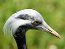 Demoiselle Crane (WWT Slimbridge 03/06/09) ©Nigel Key