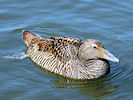 Eider (WWT Slimbridge 03/06/09) ©Nigel Key