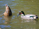 Falcated Duck (WWT Slimbridge 03/06/09) ©Nigel Key