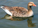 Greylag Goose (WWT Slimbridge 03/06/09) ©Nigel Key