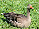 Greylag Goose (WWT Slimbridge 03/06/09) ©Nigel Key