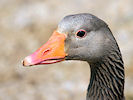 Greylag Goose (WWT Slimbridge 03/06/09) ©Nigel Key