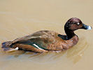 Hardhead (WWT Slimbridge 03/06/09) ©Nigel Key