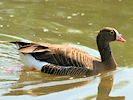 Lesser White-Fronted Goose (WWT Slimbridge 03/06/09) ©Nigel Key