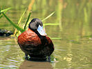 Maccoa (WWT Slimbridge 03/06/09) ©Nigel Key