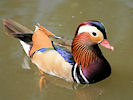 Mandarin (WWT Slimbridge 03/06/09) ©Nigel Key