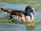 Mandarin (WWT Slimbridge 03/06/09) ©Nigel Key