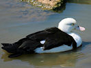 Radjah Shelduck (WWT Slimbridge 03/06/09) ©Nigel Key