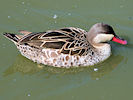 Red-Billed Teal (WWT Slimbridge 03/06/09) ©Nigel Key