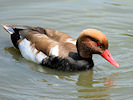 Red-Crested Pochard (WWT Slimbridge 03/06/09) ©Nigel Key