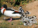 Shelduck (WWT Slimbridge 03/06/09) ©Nigel Key