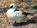 Smew (WWT Slimbridge 03/06/09) ©Nigel Key