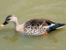 Indian Spot-Billed Duck (WWT Slimbridge 03/06/09) ©Nigel Key