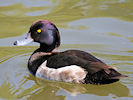 Tufted Duck (WWT Slimbridge 03/06/09) ©Nigel Key