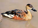 Wandering Whistling Duck (WWT Slimbridge 03/06/09) ©Nigel Key